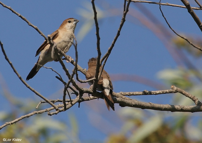      Indian Silverbill Lonchura malabarica             ,  ,   2009,: 